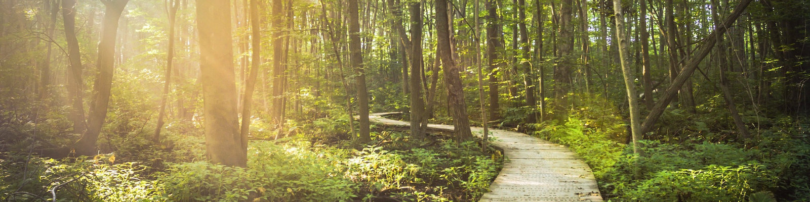 Waldweg mit viel grün und Lichtstrahlen der Sonne